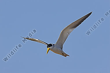 Großschnabel-Seeschwalbe