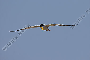 Großschnabel-Seeschwalbe