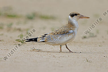 Großschnabel-Seeschwalbe Jungvogel