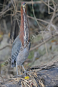 Marmorreiher Altvogel