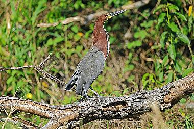 Marmorreiher Altvogel
