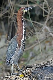Marmorreiher Altvogel