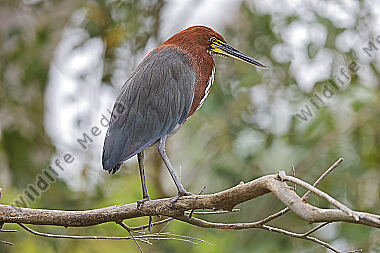 Marmorreiher Altvogel