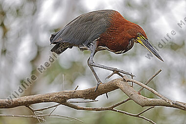 Marmorreiher Altvogel