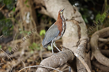 Marmorreiher Altvogel