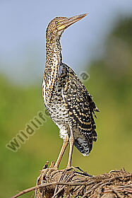 Marmorreiher Jungvogel