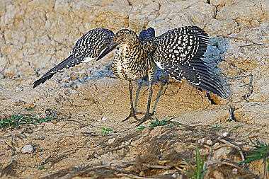 Marmorreiher Jungvogel