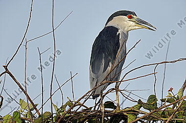 Nachtreiher Pantanal