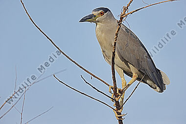 Nachtreiher Pantanal