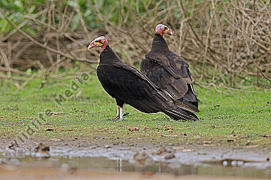 Savannen-Gelbkopfgeier