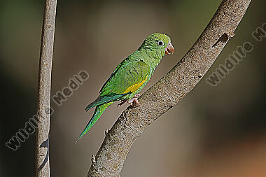 Gelbflügelsittich