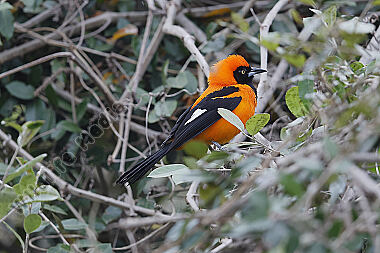 Orangerückentrupial