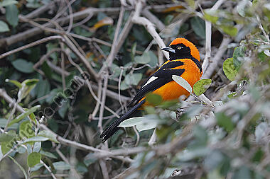 Orangerückentrupial