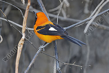 Orangerückentrupial