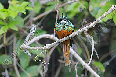 Rotschwanz-Glanzvogel