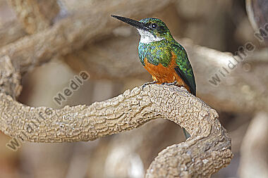 Rotschwanz-Glanzvogel