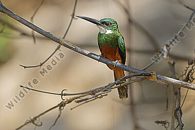 Rotschwanz-Glanzvogel