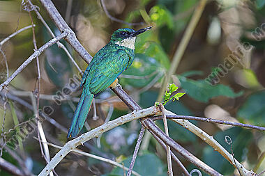 Rotschwanz-Glanzvogel