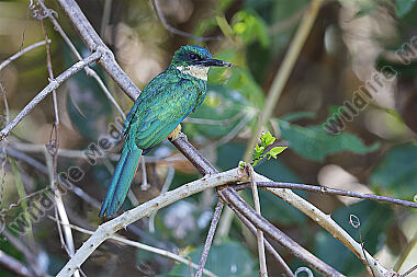 Rotschwanz-Glanzvogel