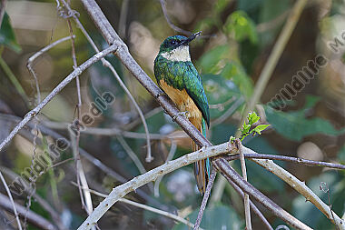 Rotschwanz-Glanzvogel