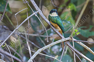 Rotschwanz-Glanzvogel