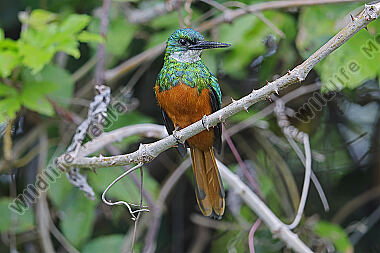 Rotschwanz-Glanzvogel