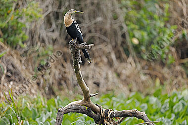 Amerikanischer Schlangenhalsvogel