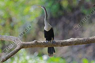 Amerikanischer Schlangenhalsvogel