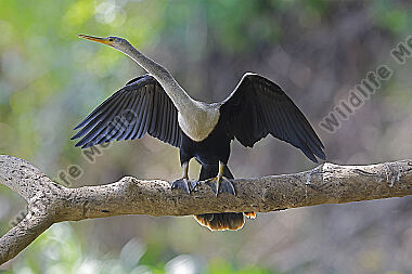 Amerikanischer Schlangenhalsvogel