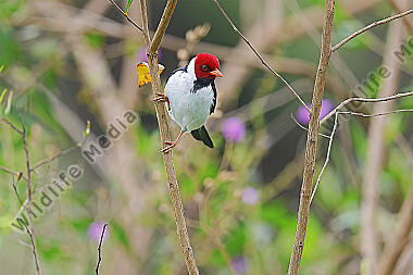 Gelbschnabelkardinal