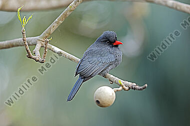 Schwarzstirntrappist