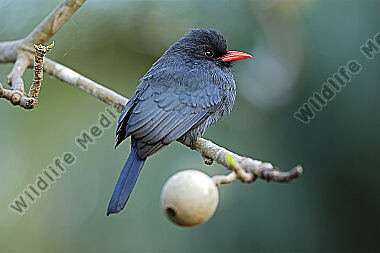 Schwarzstirntrappist