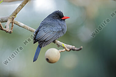 Schwarzstirntrappist