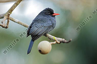 Schwarzstirntrappist