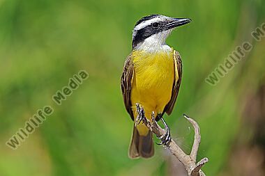 Schwefelmaskentyrann