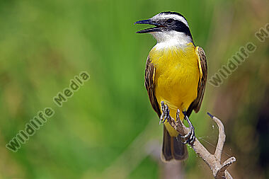 Schwefelmaskentyrann