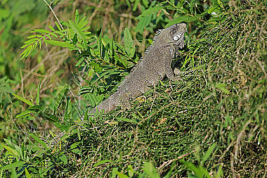 Grüner Leguan