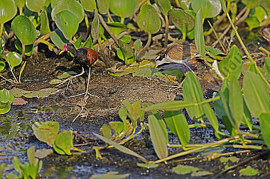 Rotstirn-Blatthühnchen