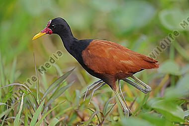 Rotstirn-Blatthühnchen
