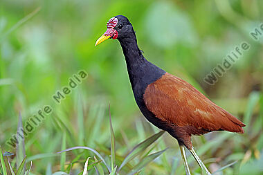 Rotstirn-Blatthühnchen