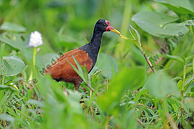 Rotstirn-Blatthühnchen