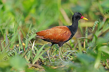 Rotstirn-Blatthühnchen