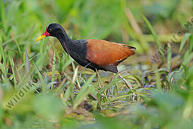 Rotstirn-Blatthühnchen