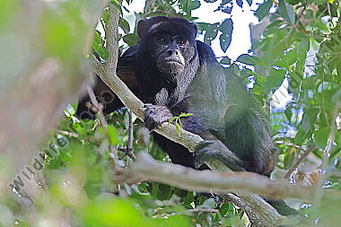 Schwarzer Brüllaffe Männchen