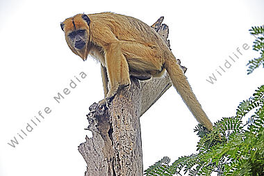 Schwarzer Brüllaffe Weibchen