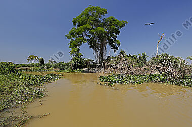 Pantanal Landschaft