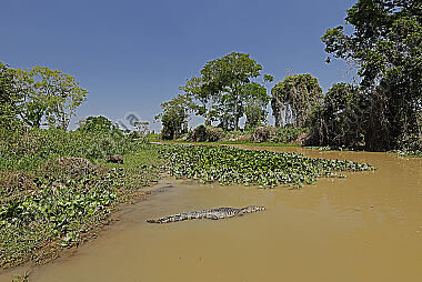 Pantanal Landschaft