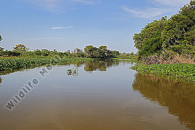 Pantanal Landschaft