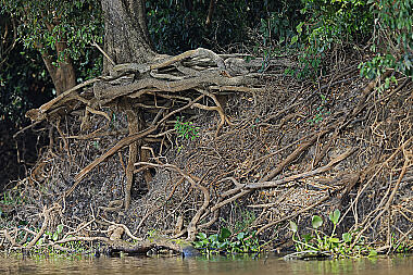 Pantanal Landschaft