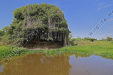 Pantanal Landschaft